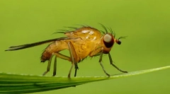 Ce insectă poate face un om orb?